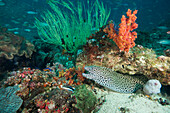 Spotted eel at the Aquarium, Dimaniyat Islands, Gulf of Oman, Oman, Middle East