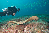 Free spotted eel, Dimaniyat Islands, Gulf of Oman, Oman, Middle East