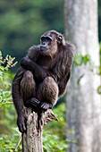 Rehabilitated orphaned chimpanzee (Pan troglodytes) released back into natural habitat, Parc de la Lekedi, Haut-Ogooue, Gabon, Africa