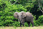 African forest elephant (Loxodonta cyclotis) bull standing at the edge of the forest, Loango National Park, Ogooue-Maritime, Gabon, Africa