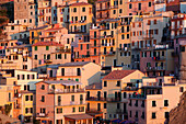 Colourful house facades, Manarola at sunset, Cinque Terre, UNESCO World Heritage Site, Riviera di Levante, Provinz La Spazia, Liguria, Italy, Europe