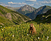 Yellow-bellied marmot (yellowbelly marmot) (Marmota flaviventris) in its Alpine environment, San Juan National Forest, Colorado, United States of America, North America
