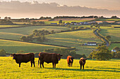 North Devon Red Ruby cattle herd grazing in the rolling countryside, Black Dog, Devon, England, United Kingdom, Europe