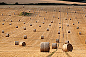 Round hay bales, Swinbrook, Cotswolds, Oxfordshire, England, United Kingdom, Europe