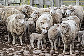Sheep waiting to be shorn at Long Island sheep Farms, outside Stanley, Falkland Islands, U.K. Overseas Protectorate, South America