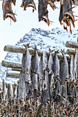 Codfish exposed to dry to the cool air and sun in the Lofoten Islands, Arctic, Norway, Scandinavia, Europe