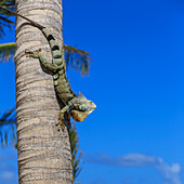 Green iguana (iguana iguana) in profile with raised head against blue sky, Orient Beach, St. Martin (St. Maarten), West Indies, Caribbean, Central America