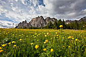 Globe-flowers (trollius europaeus) blooming at the foot of a massif in the Dolomites by Cortina D'Ampezzo, Veneto, Italy, Europe