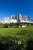 Spring flowers in the pastures of the Puez-Odle Nature Park in South Tyrol, Italy, Europe