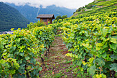 Vineyards, Martigny, Valais, Swiss Alps, Switzerland, Europe