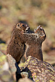Yellow-Bellied Marmot or Yellowbelly Marmot (Marmota flaviventris) pups playing, San Juan National Forest, Colorado, United States of America, North America