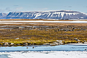 Courting pair of long-tailed ducks (Clangula hyemalis), Bellsund, Spitsbergen, Svalbard, Arctic, Norway, Scandinavia, Europe