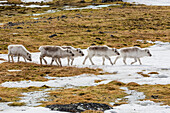 Svalbard reindeer (Rangifer tarandus) grazing on the tundra in Varsolbukta, Bellsund, Spitsbergen, Arctic, Norway, Scandinavia, Europe