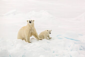 Mother and calf polar bear (Ursus maritimus) on first year sea ice in Olga Strait, near Edgeoya, Svalbard, Arctic, Norway, Scandinavia, Europe