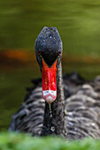 An adult black swan (Cygnus atratus) at the Terra Nostra Botanical Gardens on the Azorean capital island of Sao Miguel, Azores, Portugal, Europe