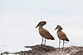 Hamerkop (Scapus umbretta), Khwai Concession Area, Okavango Delta, Botswana, Africa