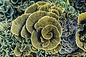 A profusion of hard and soft coral underwater on Siaba Kecil, Komodo Island National Park, Indonesia, Southeast Asia, Asia