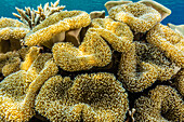 Hard and soft corals and reef fish underwater on Sebayur Island, Komodo Island National Park, Indonesia, Southeast Asia, Asia
