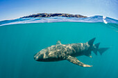 Above and below look at a tawny nurse shark (Nebrius ferrugineus) swimming in Talbot Bay, Kimberley, Western Australia, Australia, Pacific