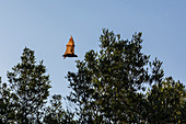 Black flying fox (Pteropus alecto) in flight on the Hunter River, Kimberley, Western Australia, Australia, Pacific