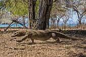 Adult Komodo dragon (Varanus komodoensis) in Komodo National Park, Komodo Island, Indonesia, Southeast Asia, Asia