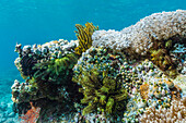 Underwater reef system on pink sand beach, Komodo National Park, Komodo Island, Indonesia, Southeast Asia, Asia