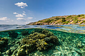 Underwater reef system of the Marine Reserve on Moya Island, Nusa Tenggara province, Indonesia, Southeast Asia, Asia