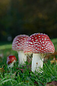Fly agaric toadstools (Amanita muscaria) growing in grassland, Coate Water Country Park, Swindon, Wiltshire, England, United Kingdom, Europe