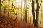 Autumn forest around Karlovy Vary, Czech Republic, Europe