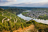 Vineyards around Piesport and the Moselle River, Moselle Valley, Rhineland-Palatinate, Germany, Europe