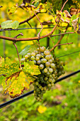 Grapes in a vineyard in Duernstein, Danube, Wachau Cultural Landscape, UNESCO World Heritage Site, Austria, Europe