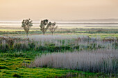Aldeburgh Marshes at sunset, Suffolk, England, United Kingdom, Europe