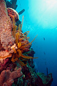 Reef scene with feather star, Dominica, West Indies, Caribbean, Central America