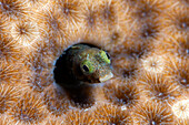 Roughhead blenny (Acanthemblemaria aspera), Dominica, West Indies, Caribbean, Central America