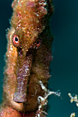 Longsnout seahorse (Hippocampus reidi), Dominica, West Indies, Caribbean, Central America