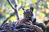 Bengal tiger, Panthera tigris tigris, Bandhavgarh National Park, Madhya Pradesh, India