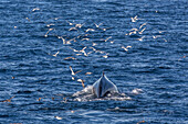 Humpback whale (Megaptera novaeangliae), Vikingbukta, Northeast Greenland, Polar Regions