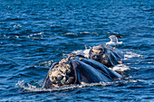 Southern right whale (Eubalaena australis) calf being fed upon by kelp gull (Larus dominicanus), Golfo Nuevo, Peninsula Valdes, Argentina, South America