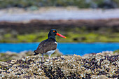 Magellanic oystercatcher (Haematopus leucopodus), Bahia Bustamante, Patagonia, Argentina, South America