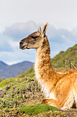 Adult guanacos (Lama guanicoe), Torres del Paine National Park, Patagonia, Chile, South America