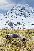 Antarctic fur seal (Arctocephalus gazella) in the tussac grass at Peggotty Bluff, South Georgia Island, South Atlantic Ocean, Polar Regions