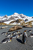 King penguins (Aptenodytes patagonicus), Gold Harbour, South Georgia Island, South Atlantic Ocean, Polar Regions