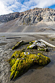 Whale remains in Gashamna (Goose Bay), Hornsund, Spitsbergen Island, Svalbard Archipelago, Norway, Scandinavia, Europe