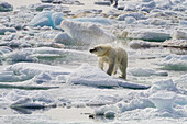 Adult polar bear (Ursus maritimus) drying out on the ice in Bear Sound, Spitsbergen Island, Svalbard, Norway, Scandinavia, Europe