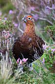 Red grouse (Lagopus lagopus) male, in heather, County Durham, England, United Kingdom, Europe