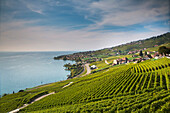 Lavaux terraced vineyards on Lake Geneva, Montreux, Canton Vaud, Switzerland, Europe