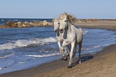 Camargue horses running on the beach, Bouches du Rhone, Provence, France, Europe