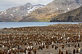 King penguin (Aptenodytes patagonicus) colony, St. Andrews Bay, South Georgia Island, Polar Regions
