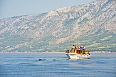 Dolphin watching boat trip off Brac Island, Dalmatian Coast, Adriatic, Croatia, Europe