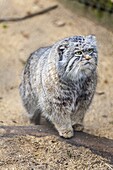 Pallas cat, Otocolobus manu, Cotswold Wildlife Park, Costswolds, Gloucestershire, England, United Kingdom, Europe